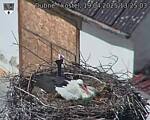 Capi_Dubne_20250419_132503.jpg