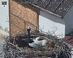 Capi_Dubne_20250419_133503.jpg