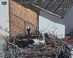 Capi_Dubne_20250419_134502.jpg