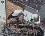 Capi_Dubne_20250419_135504.jpg