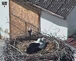Capi_Dubne_20250419_141002.jpg