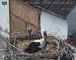 Capi_Dubne_20250419_142003.jpg