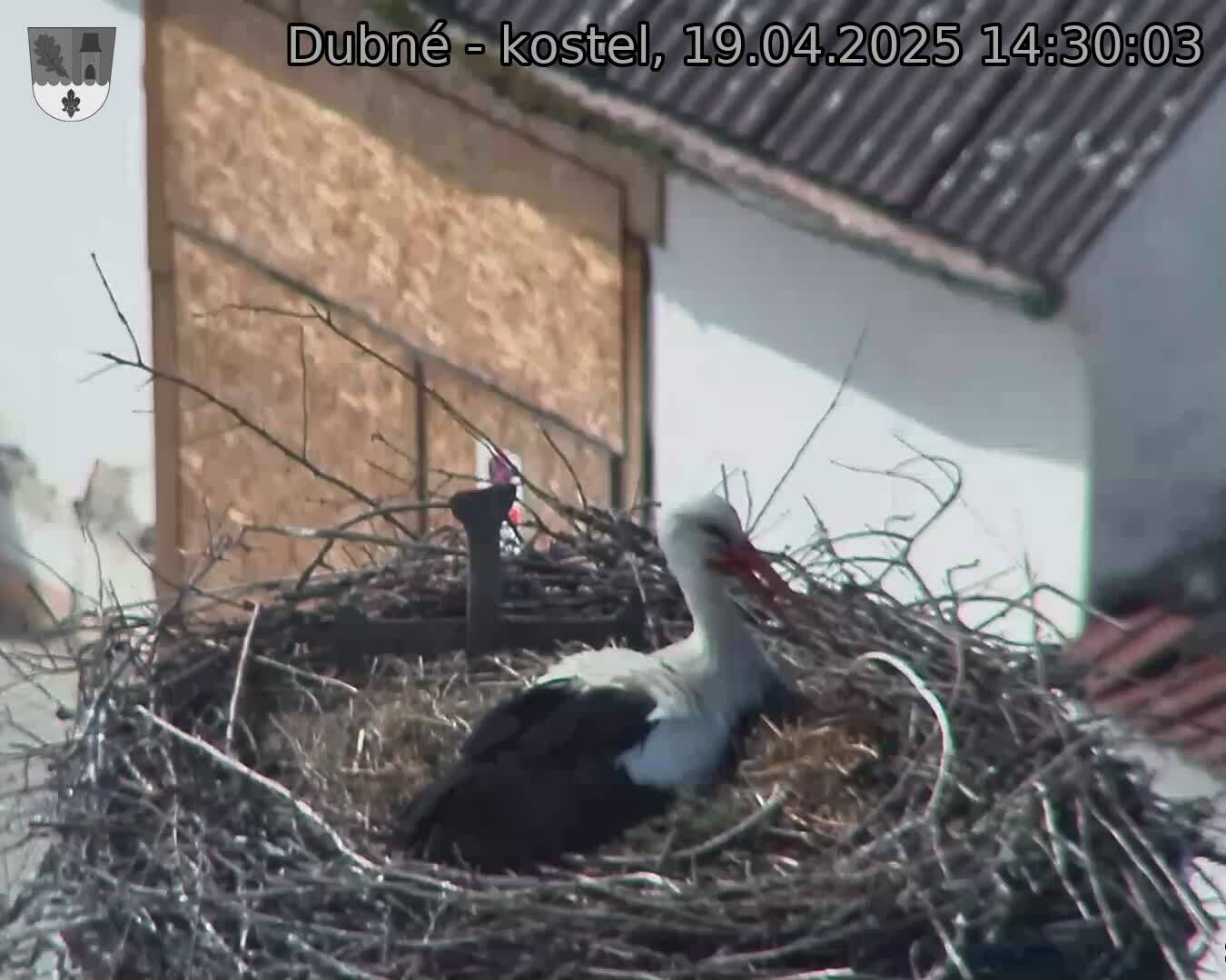 Capi_Dubne_20250419_143003.jpg (1350 x 1080)