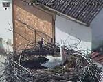 Capi_Dubne_20250419_145503.jpg