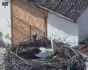 Capi_Dubne_20250419_145503.jpg (1350 x 1080)