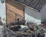 Capi_Dubne_20250419_150502.jpg