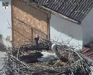Capi_Dubne_20250419_150502.jpg (1350 x 1080)