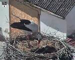 Capi_Dubne_20250419_151003.jpg
