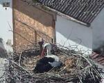 Capi_Dubne_20250419_152004.jpg