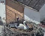 Capi_Dubne_20250419_153003.jpg