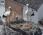 Capi_Dubne_20250419_154502.jpg