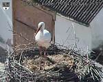 Capi_Dubne_20250419_162503.jpg