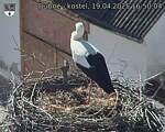 Capi_Dubne_20250419_165004.jpg