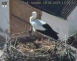Capi_Dubne_20250419_170002.jpg