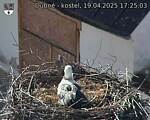 Capi_Dubne_20250419_172503.jpg