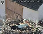 Capi_Dubne_20250419_175002.jpg