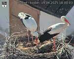 Capi_Dubne_20250419_180003.jpg