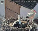 Capi_Dubne_20250419_180502.jpg
