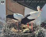 Capi_Dubne_20250419_181502.jpg