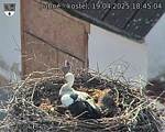 Capi_Dubne_20250419_184504.jpg