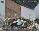 Capi_Dubne_20250419_185003.jpg