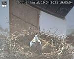 Capi_Dubne_20250419_190504.jpg