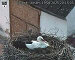 Capi_Dubne_20250419_201503.jpg