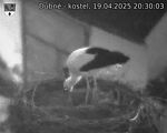 Capi_Dubne_20250419_203003.jpg