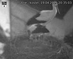 Capi_Dubne_20250419_203503.jpg