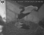 Capi_Dubne_20250419_204002.jpg