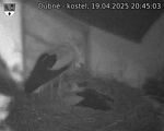 Capi_Dubne_20250419_204503.jpg