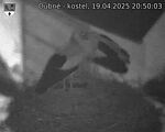 Capi_Dubne_20250419_205003.jpg