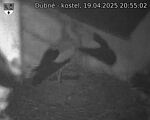 Capi_Dubne_20250419_205502.jpg