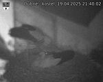 Capi_Dubne_20250419_214002.jpg