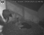 Capi_Dubne_20250419_224002.jpg