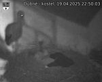 Capi_Dubne_20250419_225003.jpg