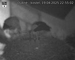 Capi_Dubne_20250419_225502.jpg