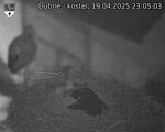 Capi_Dubne_20250419_230503.jpg