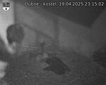 Capi_Dubne_20250419_231502.jpg