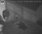 Capi_Dubne_20250419_232002.jpg