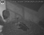 Capi_Dubne_20250419_232503.jpg