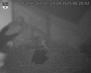 Capi_Dubne_20250420_002002.jpg (1350 x 1080)