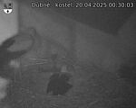 Capi_Dubne_20250420_003003.jpg