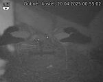 Capi_Dubne_20250420_005502.jpg