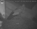Capi_Dubne_20250420_010003.jpg