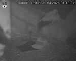 Capi_Dubne_20250420_011002.jpg