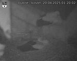Capi_Dubne_20250420_012002.jpg