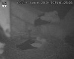 Capi_Dubne_20250420_012503.jpg