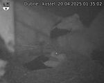 Capi_Dubne_20250420_013502.jpg