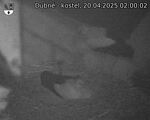 Capi_Dubne_20250420_020002.jpg